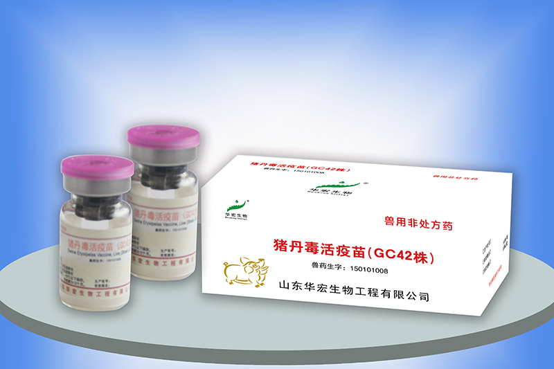 豬丹毒活疫苗（GC42株）